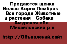 Продаются щенки Вельш Корги Пемброк  - Все города Животные и растения » Собаки   . Амурская обл.,Михайловский р-н